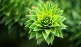 中国水牛图片
